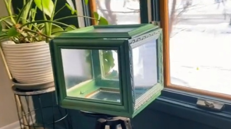 DIY greenhouse from picture frames