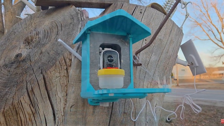 A blue bird feeder camera with fruit spikes and a nectar attachment mounted on a tree stump