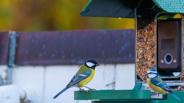 Two birds perched on a bird feeder with a camera