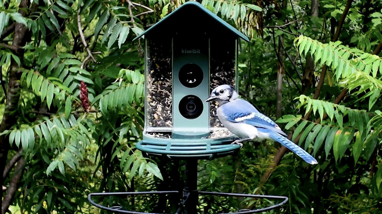 A blue jay perched on a Kiwibit brand bird feeder