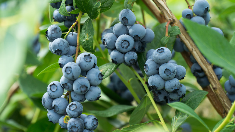 Blueberries ripening on a bush.