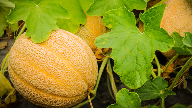 Cantaloupes ripening on the vine.