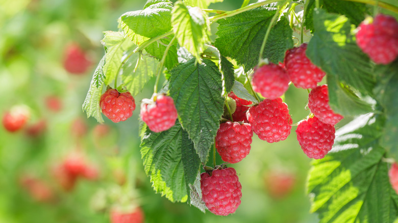 Red raspberries ripening on a branch.