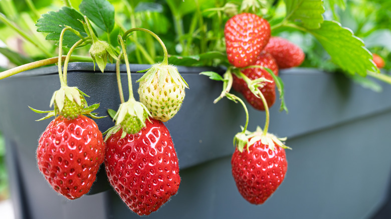 Everbearing strawberries growing in a container.