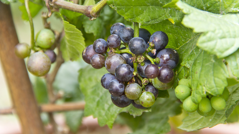 Pixie grapes growing in container.