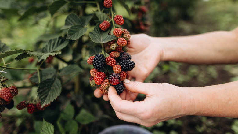 Gardener handling blackberries ripening on a bush.