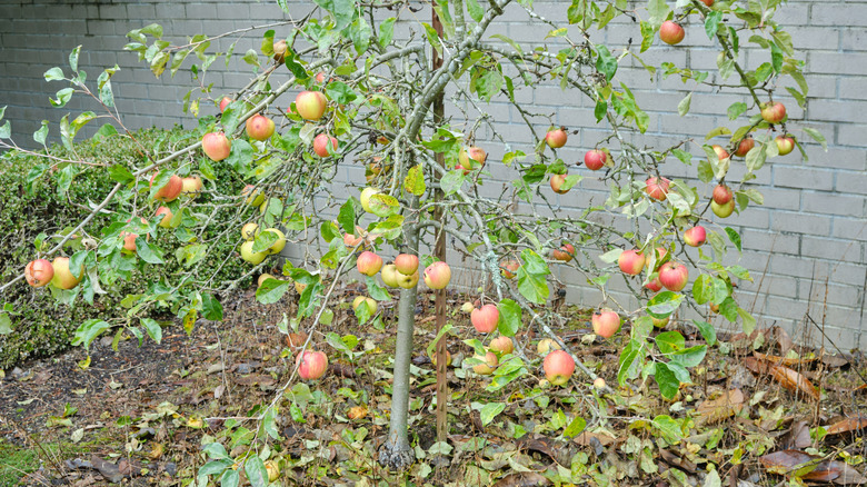 Dwarf apple tree with ripening apples.