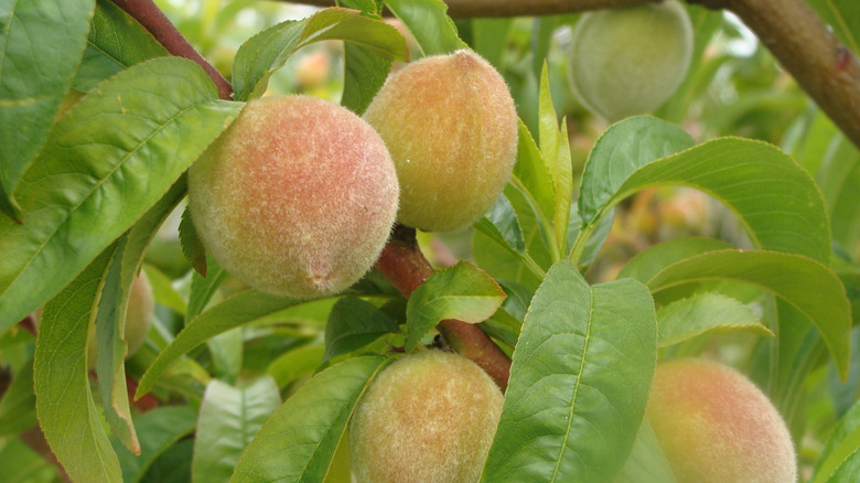 Dwarf peach tree with ripening peaches.