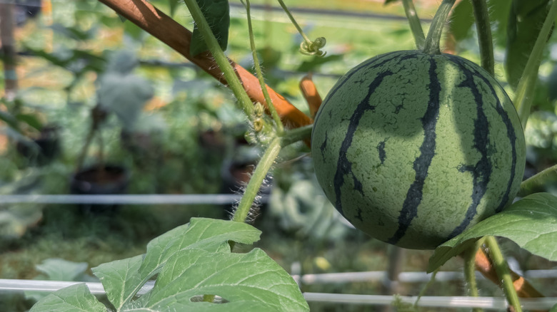 Mini watermelons growing on a vine in a garden.