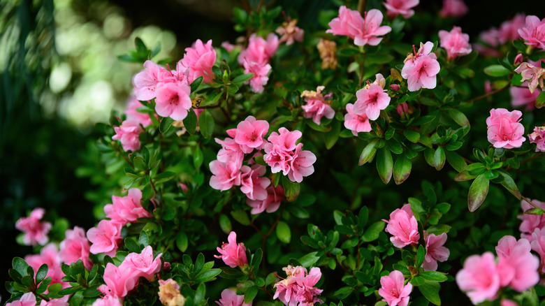 A bright pink azalea bush in full bloom