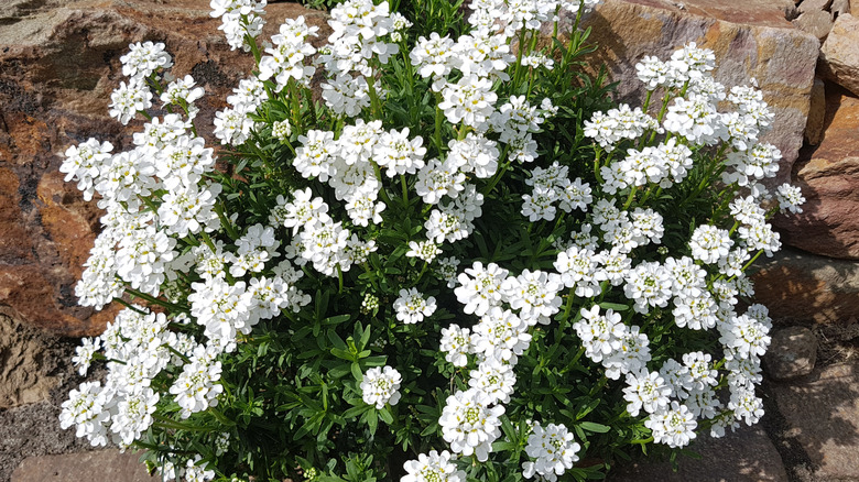 A small candytuft shrub growing in a landscape