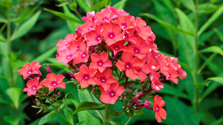 A closeup of reddish-pink phlox in bloom