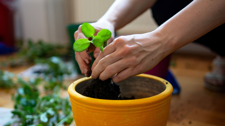 A person cultivating a tiny seedling in a pot