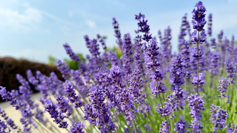 A clump of bright purple lavender growing