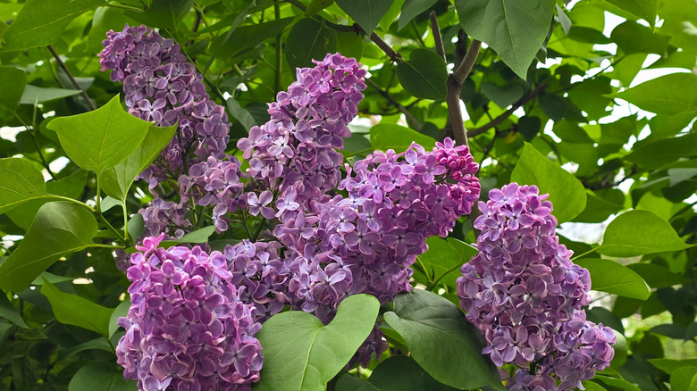 Closeup of lilac bush in bloom in spring