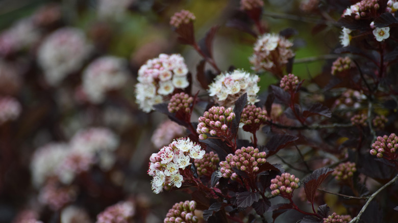 A closeup of a ninebark shrub in bloom