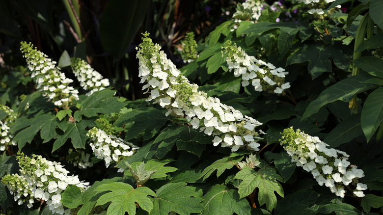An oakleaf hydrangea in bloom