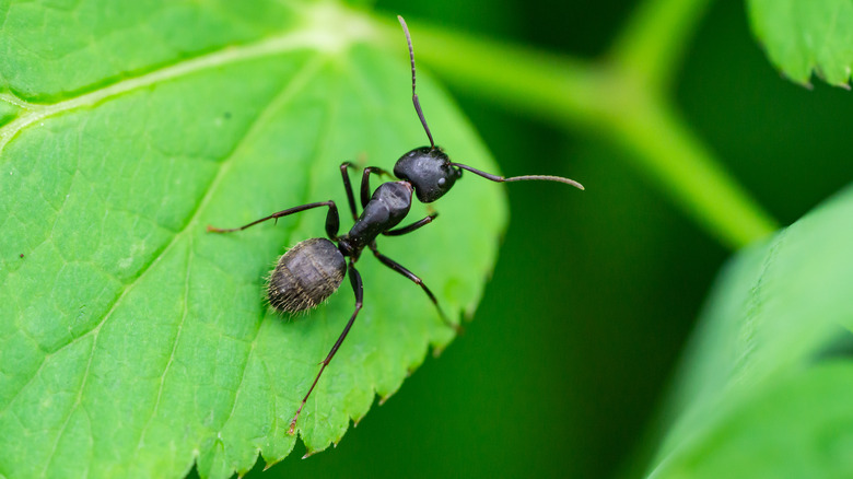 ant on a leaf