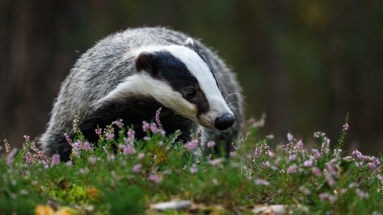 a black and white badger in a field
