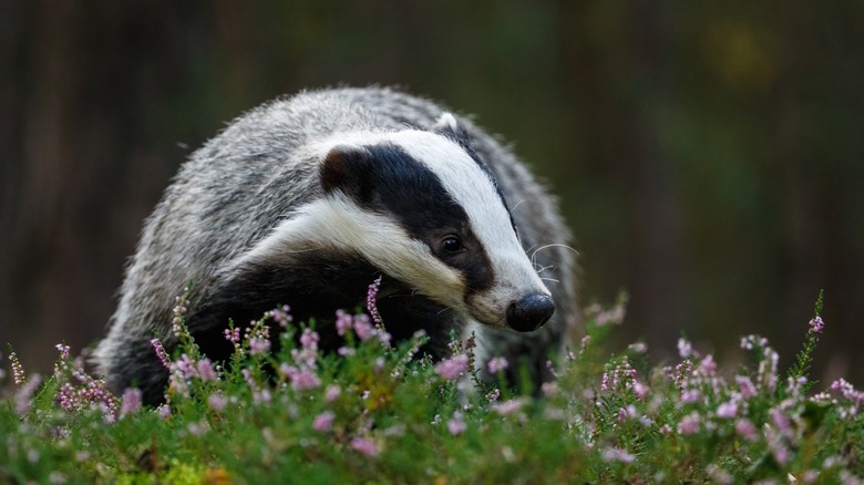 a black and white badger in a field