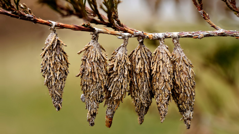 Bags of bagworms on a branch