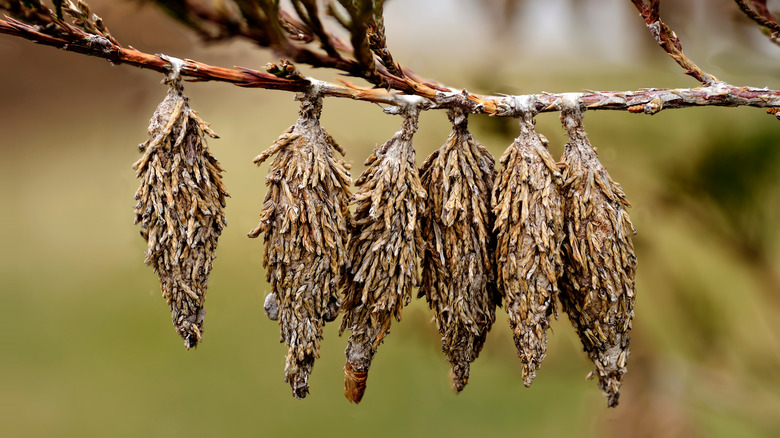 bagworm cocoons hanging on branch