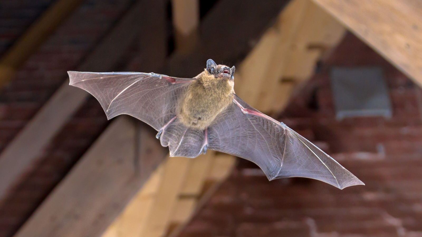 10 Best Ways To Get Rid Of Bats In Your Attic