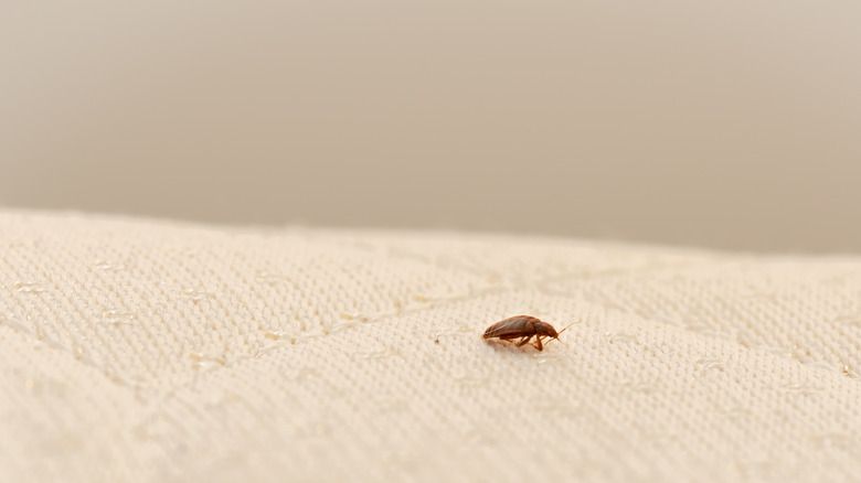 bed bug on mattress 