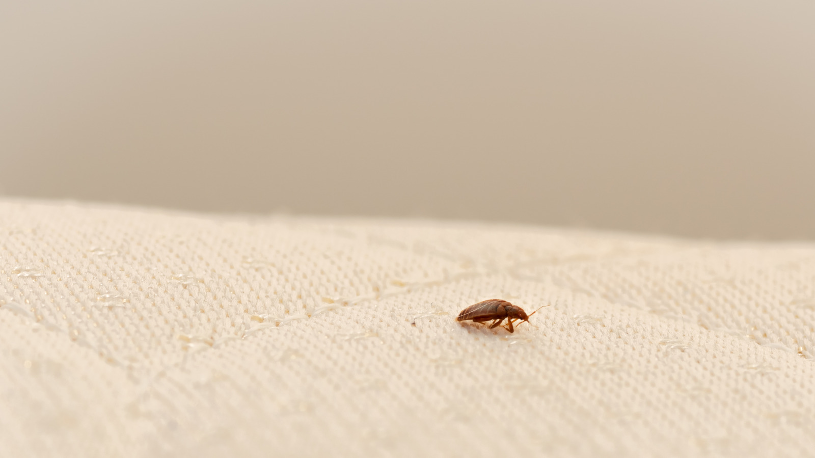 The Best Bed Bug Mattress Covers to Protect Your Bed in 2023 - Bob Vila