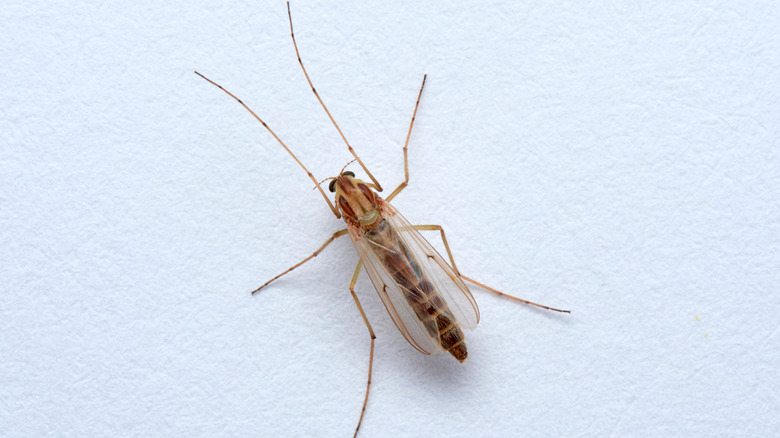 Close up female biting midge