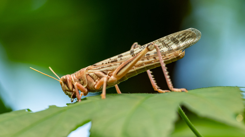cricket sitting a leaf