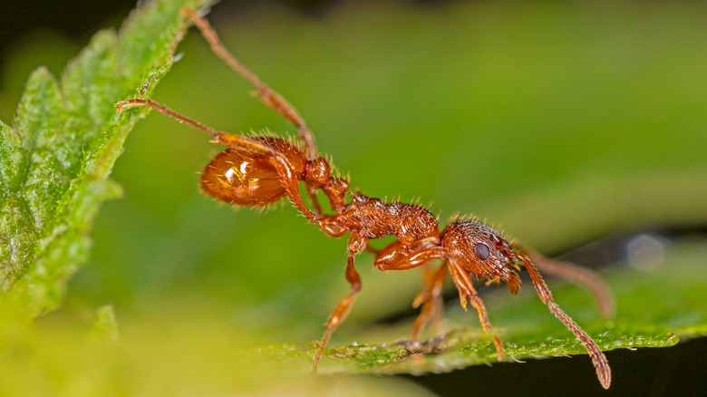 Fire ant on leaf
