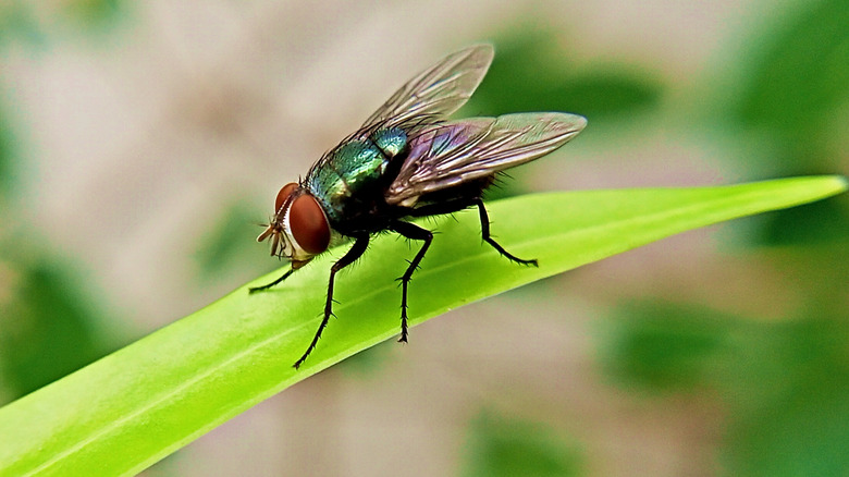 fly on green leaf