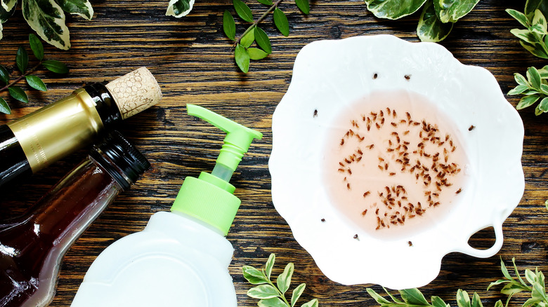 Vinegar trap with gnats inside
