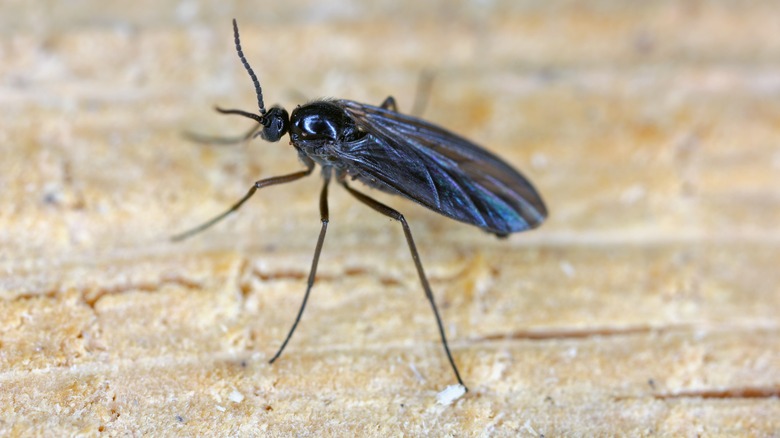 fungus gnat on wood