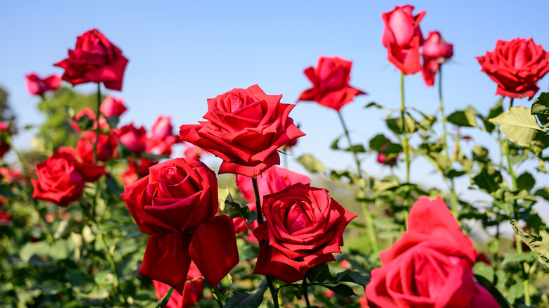 red roses in field