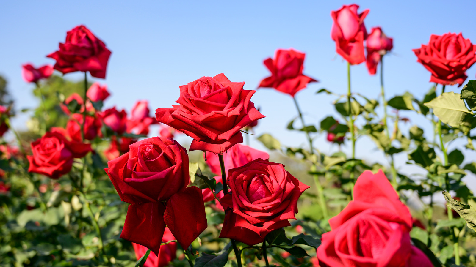 20 Best Ways To Get Rid Of Green Worms On Roses