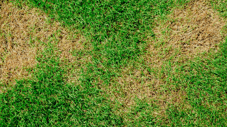 Dry grass patches