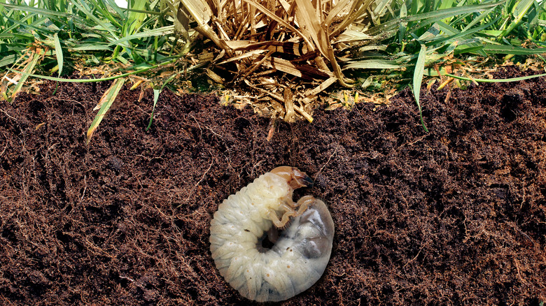 Best Ways To Get Rid Of Grub Worms