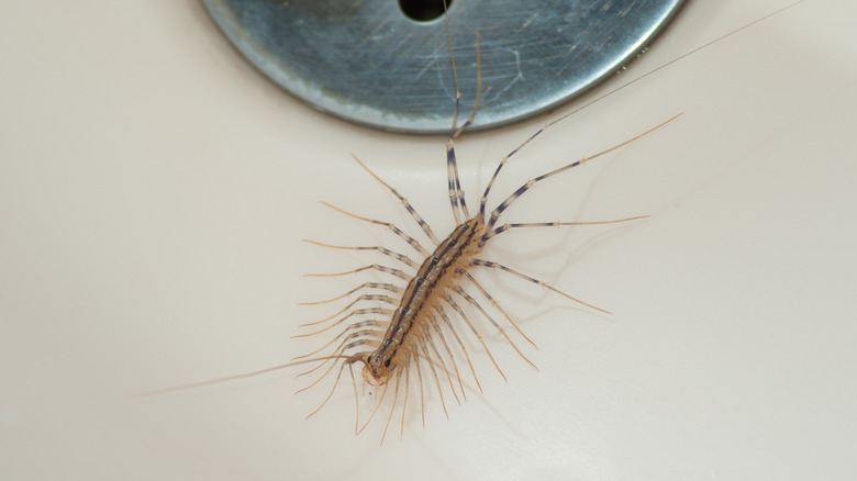 house centipede near sink 