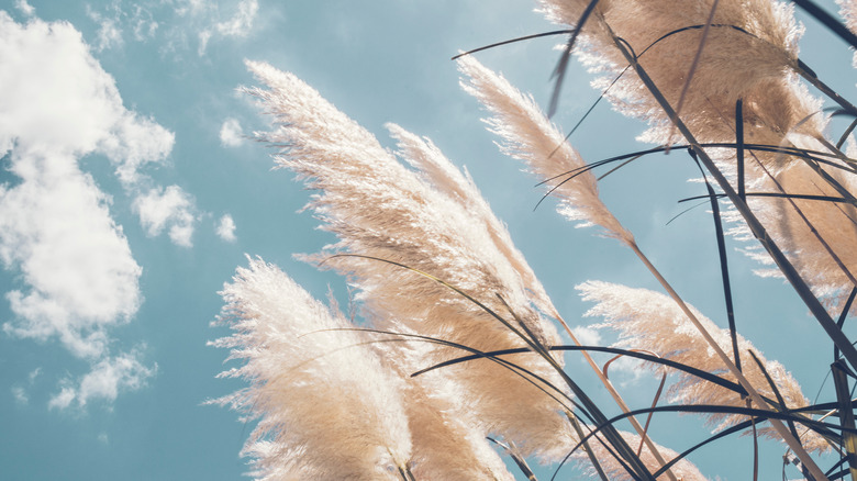 Colored Pampas Grass Is Giving Flowers a Run for Their Money