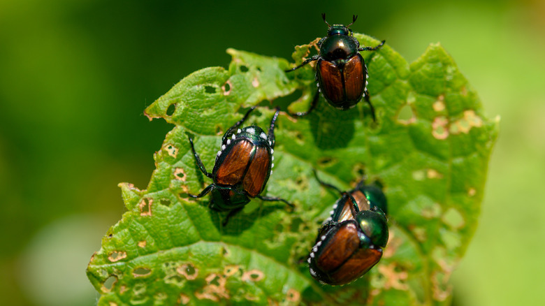 Japanese beetles eating a leaf