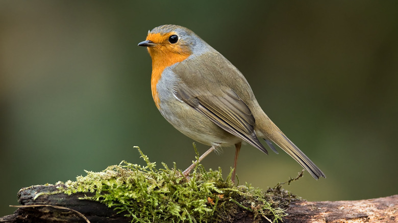 robin sitting on a branch