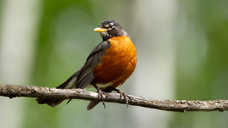 robin sitting on a branch