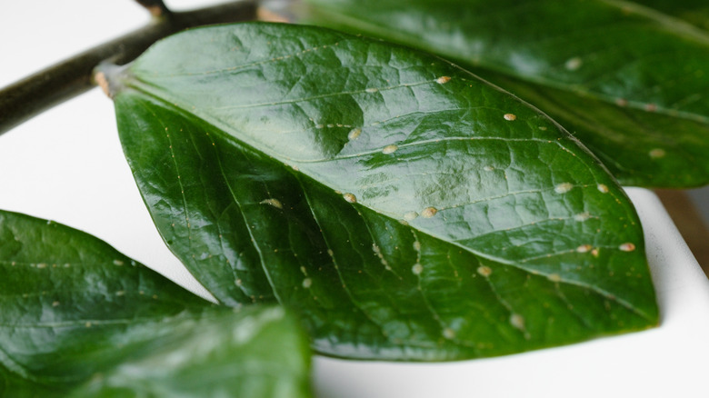 scale plant leaf