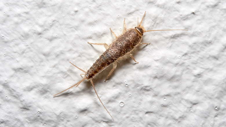 silverfish on wall of house 