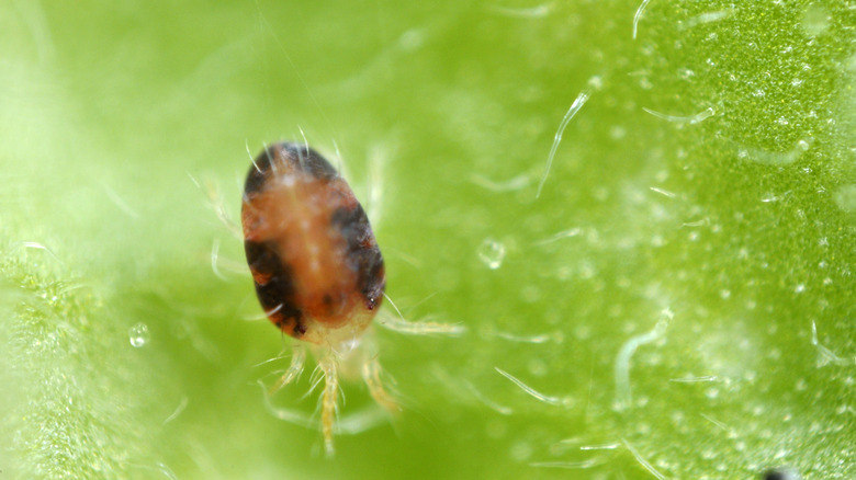 spider mite up close 