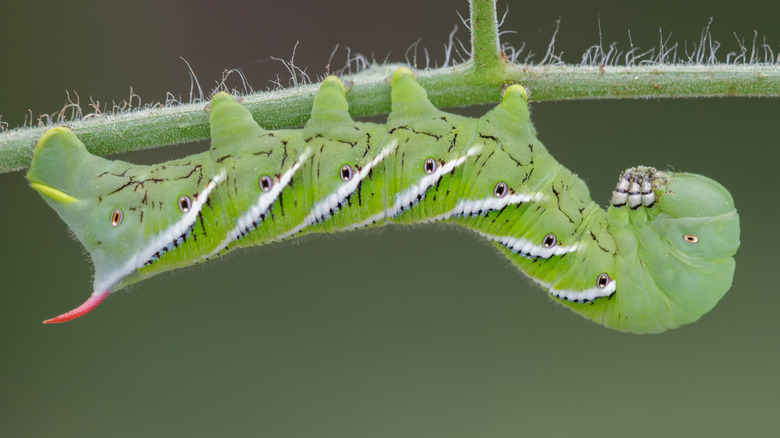 tomato hornworm on plant