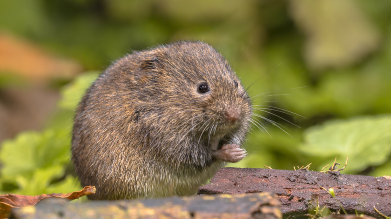 brown field vole 