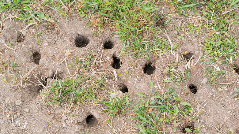 vole holes in yard 